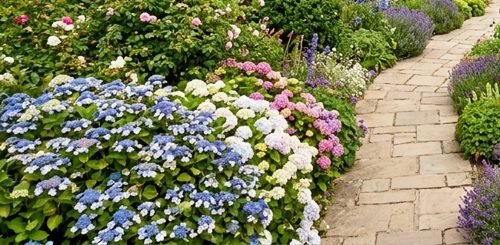 Pollinator & Perennial Borders